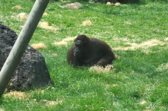 min 2013 07 06 beauval 172